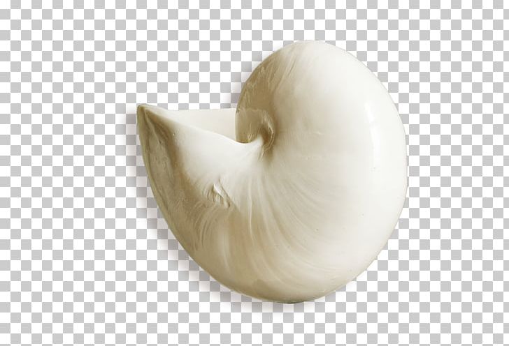 Seashell Computer Icons PNG, Clipart, Animals, Computer Icons, Conch, Download, Encapsulated Postscript Free PNG Download