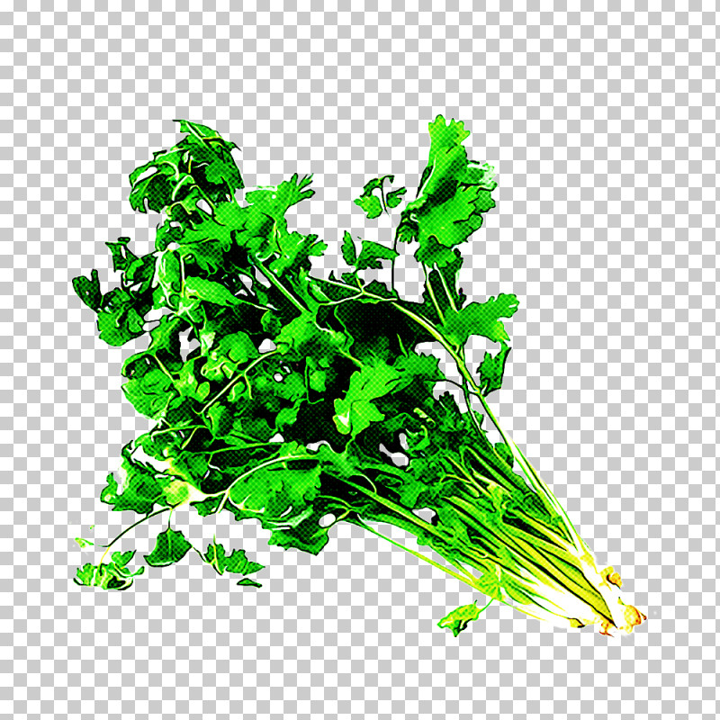 Parsley PNG, Clipart, Flower, Grass, Green, Herb, Leaf Free PNG Download