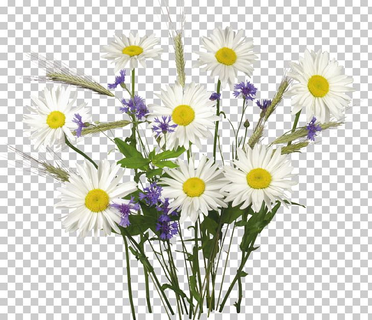 Common Daisy Oxeye Daisy Chamomile Flower PNG, Clipart, Annual Plant, Camomile, Chamomile, Daisy Family, Flower Free PNG Download