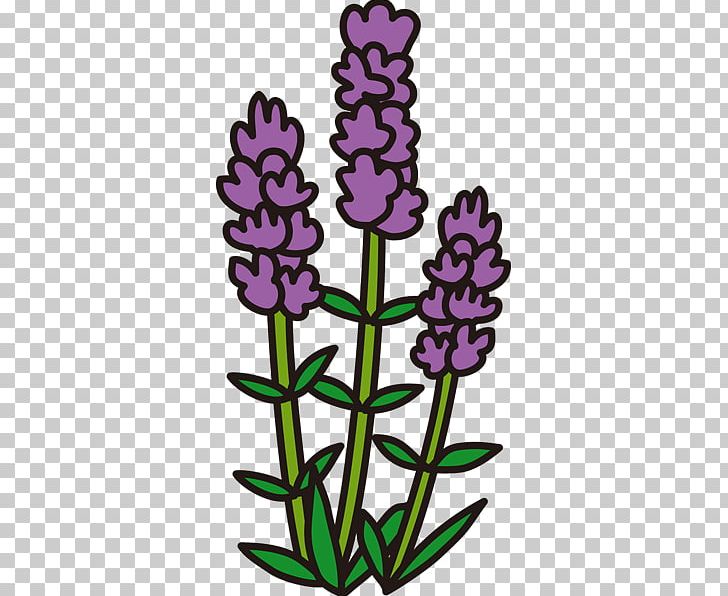 English Lavender Microsoft PowerPoint PNG, Clipart, Color, Coloring Book, Cut Flowers, English Lavender, Flora Free PNG Download