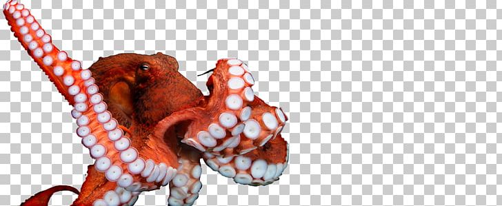 Snout Close-up PNG, Clipart, Closeup, Enteroctopus, Orange, Organism, Others Free PNG Download