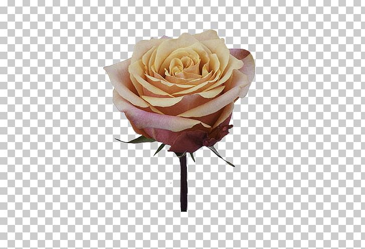 Garden Roses Cherry Brandy Liqueur Cabbage Rose PNG, Clipart, Artificial Flower, Brandy, Cherries, Cherry Brandy, Cut Flowers Free PNG Download