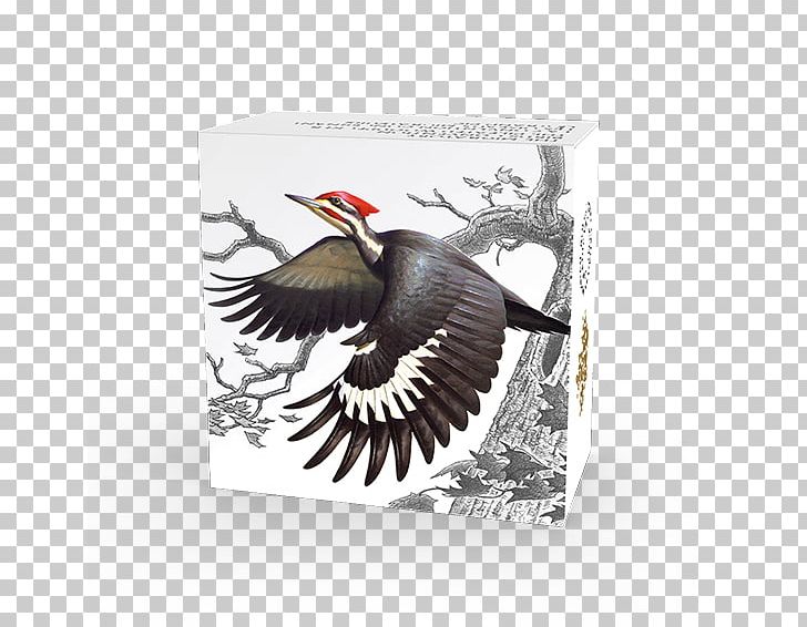 Migratory Birds Convention Act Woodpecker Migratory Bird Treaty Act Of 1918 PNG, Clipart, Animals, Beak, Bird, Bird Migration, Canada Free PNG Download