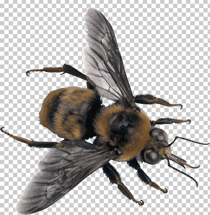 Western Honey Bee Insect Hornet PNG, Clipart, Ari, Arthropod, Bee, Beehive, Bumblebee Free PNG Download
