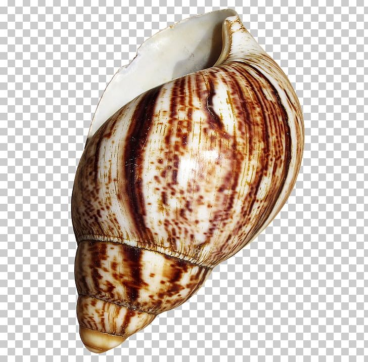 Cockle Giant African Snail Seashell Gastropod Shell PNG, Clipart, Achatina, Animal, Caracol, Caracoles, Clam Free PNG Download
