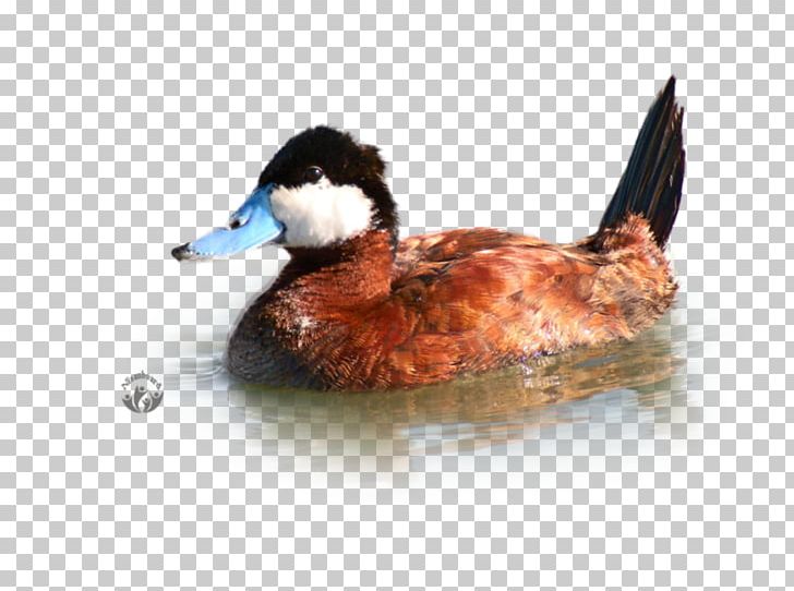 Domestic Duck Mallard Desktop Computer PNG, Clipart, Animals, Beak, Bird, Computer, Desktop Environment Free PNG Download