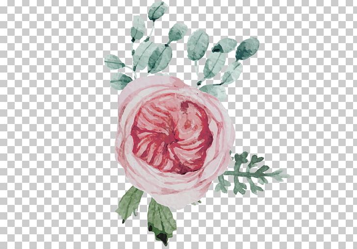 Garden Roses Cabbage Rose Flower Rainbow Rose Pink PNG, Clipart, Cabbage Rose, Cut Flowers, Floral Design, Floristry, Flower Free PNG Download
