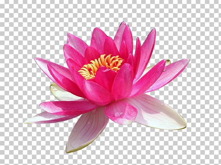 Nelumbo Nucifera .xlsx PNG, Clipart, Aquatic Plant, Color, Download, Flower, Flowering Plant Free PNG Download