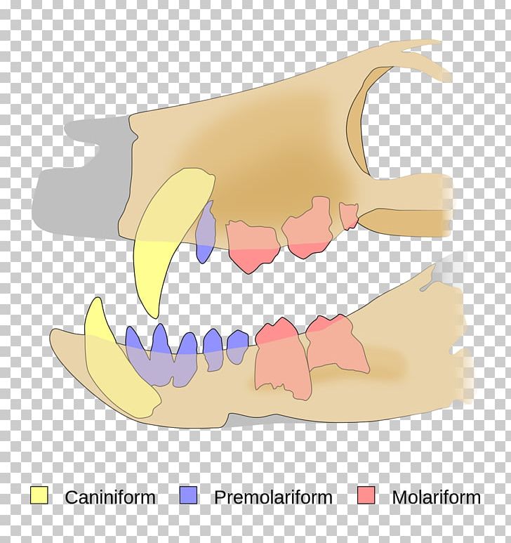 Pakasuchus Tooth Tyrannosaurus Cretaceous Notosuchia PNG, Clipart, Cretaceous, Crocodyliformes, Crocodylomorpha, Dentition, Early Cretaceous Free PNG Download