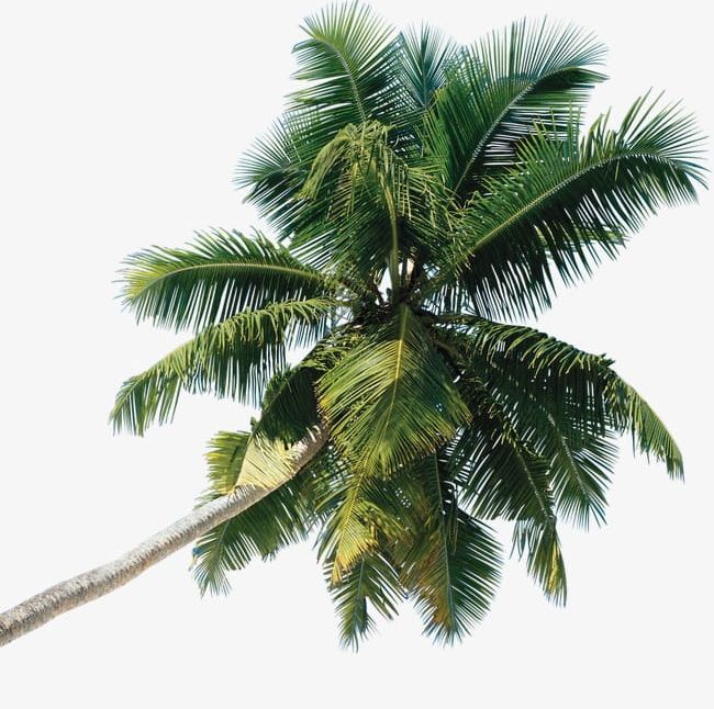 palm tree transparent background png