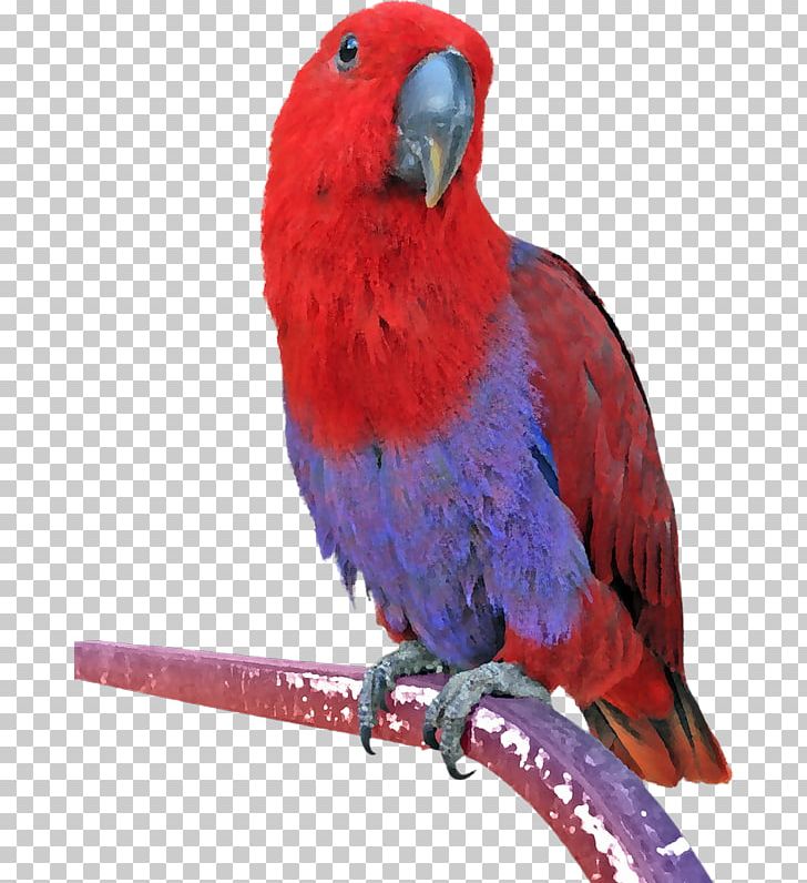 Eclectus Parrot Bird Budgerigar Conure PNG, Clipart ...