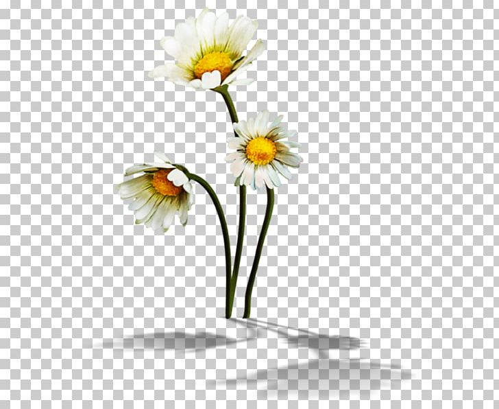 German Chamomile PNG, Clipart, Camomile, Chamomile, Common Daisy, Cut Flowers, Daisy Free PNG Download