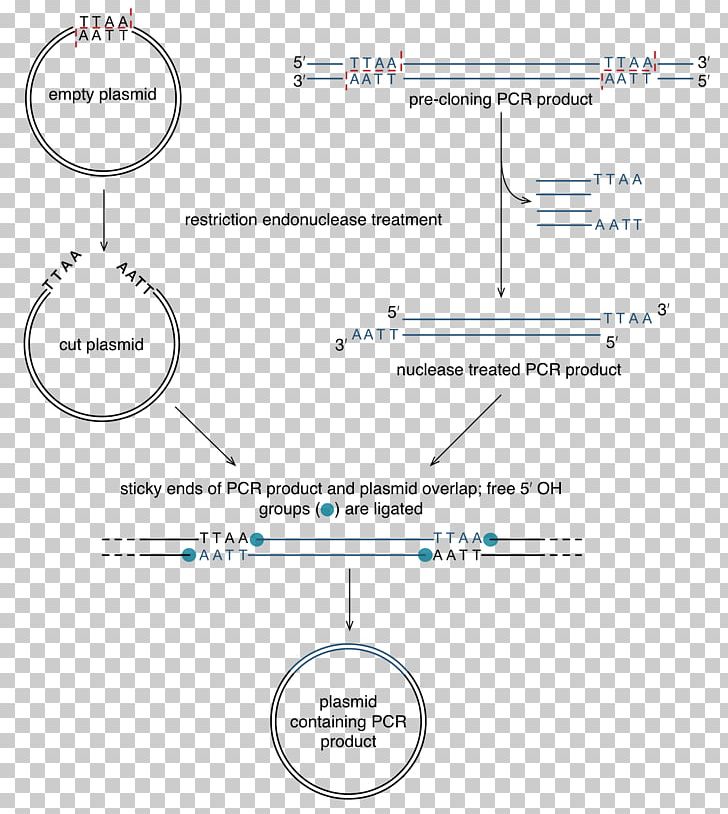 Restriction Site Polymerase Chain Reaction Restriction Enzyme Artificial Gene Synthesis Sticky And Blunt Ends PNG, Clipart, Angle, Area, Artificial Gene Synthesis, Brand, Circle Free PNG Download