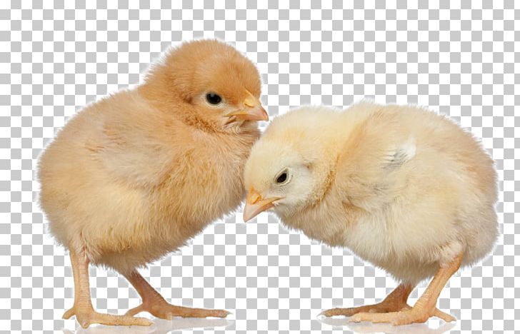 Silkie Broiler Poultry Farming PNG, Clipart, Animal, Animal Eggs Closeup, Animals, Beak, Bird Free PNG Download