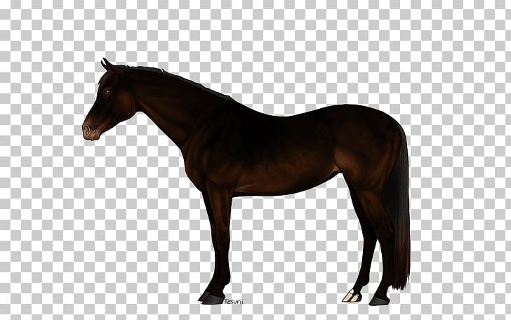 Irish Sport Horse Stallion Canadian Horse Fjord Horse Stock Horse PNG, Clipart, Bloodhorse, Bridle, Canadian Horse, Colt, Equestrian Free PNG Download