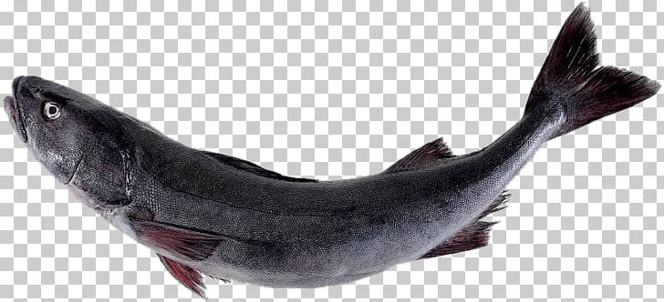 Sablefish Salmon Pacific Cod PNG, Clipart, Cod, Dungeness Crab, Fin, Fish, Fishcakes Free PNG Download