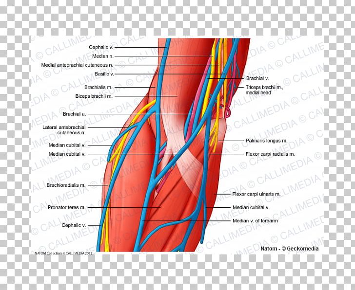 Elbow Ulnar Nerve Triceps Brachii Muscle PNG, Clipart, Anatomy, Angle, Arm, Blood Vessel, Brachial Veins Free PNG Download