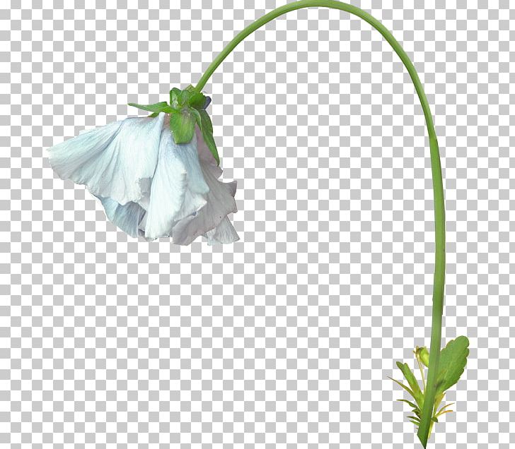Petal Flower Plant Stem PNG, Clipart, Flower, Flowering Plant, Grass, Insect, Nature Free PNG Download