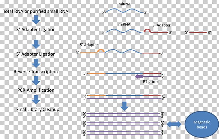 Small RNA Sequencing RNA-Seq Illumina PNG, Clipart, Angle, Area, Blue, Brand, Diagram Free PNG Download
