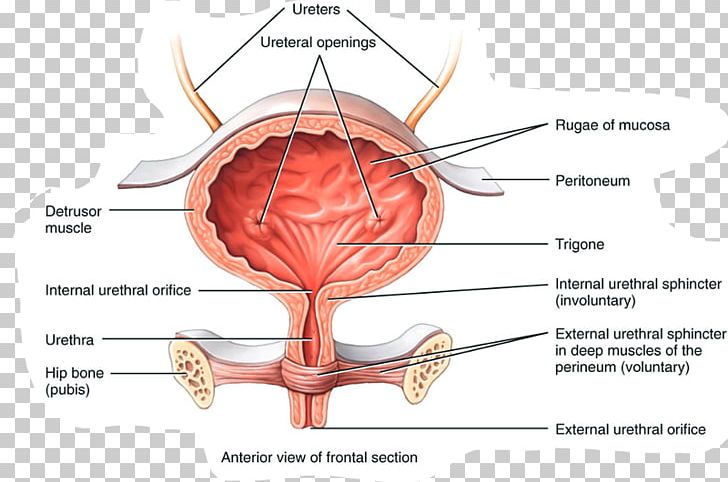 Urinary Bladder Anatomy Excretory System Urine Autonomic Nervous System PNG, Clipart, Anatomy, Autonomic Nervous System, Bladder, Brain, Diagram Free PNG Download