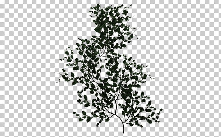 Vine Plant Rendering PNG, Clipart, 2d Computer Graphics, Art, Black And White, Branch, Daz Studio Free PNG Download