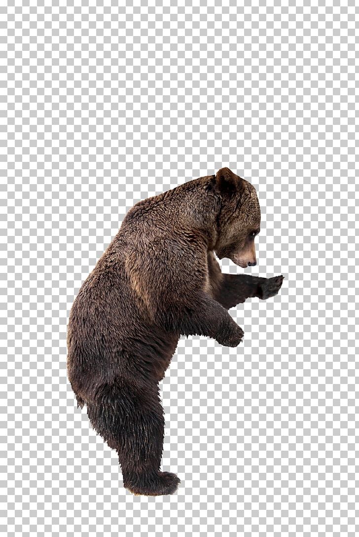 Grizzly Bear Kamchatka Brown Bear Stock Photography Kodiak Bear PNG, Clipart, Bear, Bears, Brown Bear, Carnivoran, East Siberian Brown Bear Free PNG Download
