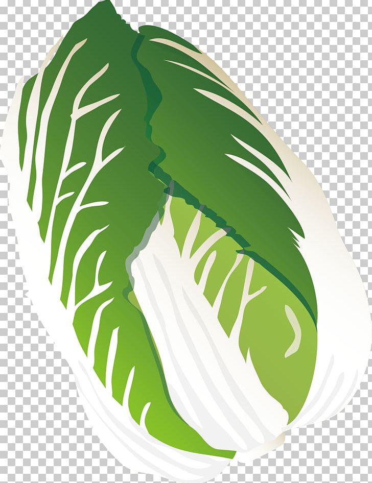 Leaf Vegetable Illustration PNG, Clipart, Artworks, Cabbage Vector, Cartoon, Design Element, Elements Free PNG Download