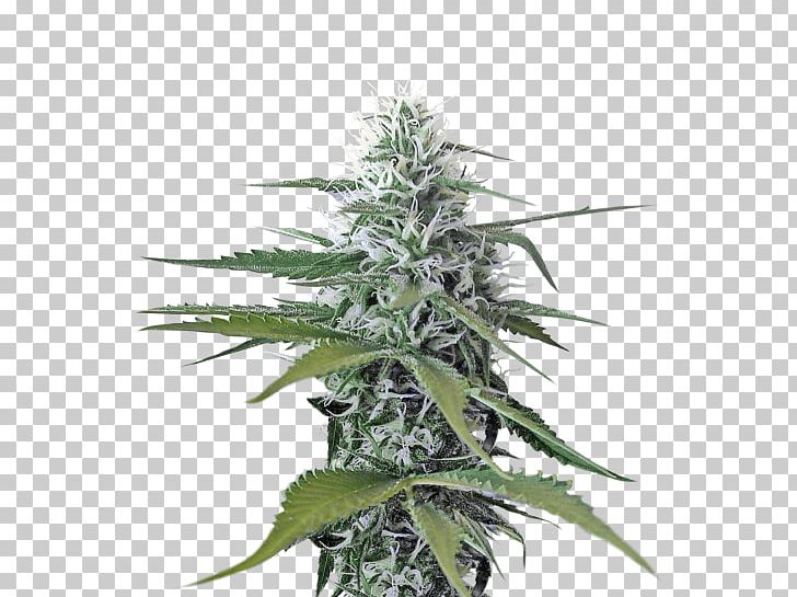 Cannabis Sativa Portable Network Graphics Medical Cannabis PNG, Clipart, Cannabinoid, Cannabis, Cannabis Cultivation, Cannabis Sativa, Desktop Wallpaper Free PNG Download