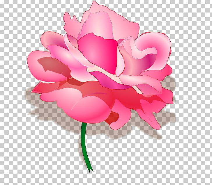 Rose PNG, Clipart, Cut Flowers, Elementary School, First Grade, Floral Design, Flower Free PNG Download