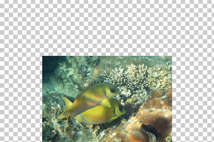 Coral Reef Fish Marine Biology Marine Invertebrates PNG, Clipart, Animals, Biology, Coral, Coral Reef, Coral Reef Fish Free PNG Download