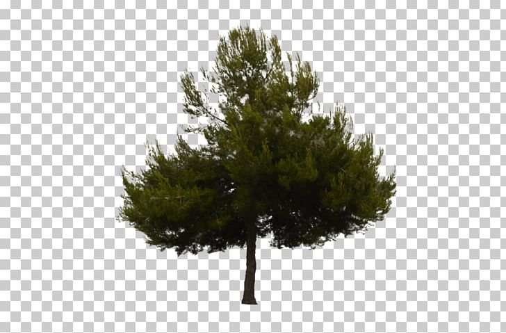 Fir Scots Pine Tree Spruce PNG, Clipart, Biome, Branch, California Foothill Pine, Conifer, Conifer Cone Free PNG Download
