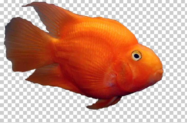 Goldfish Aquariums Blue Parrotfish Blood-red Parrot Cichlid PNG, Clipart, Animals, Aquarium, Aquariums, Blue Parrotfish, Bony Fish Free PNG Download
