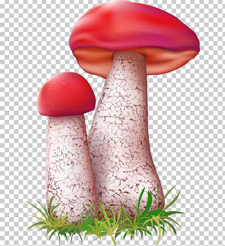 Leccinum Aurantiacum Mushroom Fungus Illustration PNG, Clipart, Art, Basidiomycota, Common Mushroom, Decoration, Euclidean Vector Free PNG Download