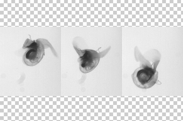 Sea Butterflies Ocean Pteropoda Sea Snail PNG, Clipart, Black And White, Butterfly Water, Closeup, Common Name, Mashable Free PNG Download
