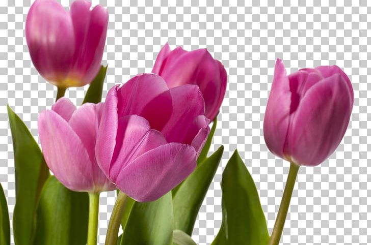Tulip Flower Desktop Photography Floral Design PNG, Clipart, Animaatio, Blue, Bud, Colores, Cut Flowers Free PNG Download