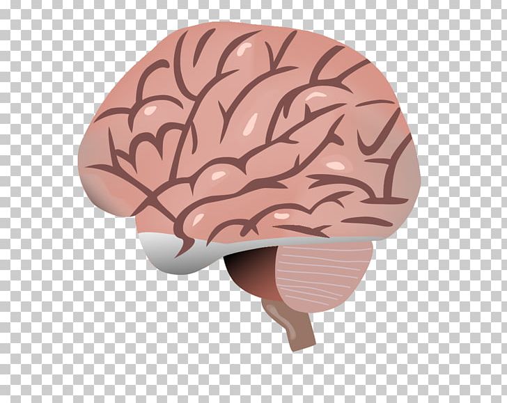 Brain Wikimedia Commons PNG, Clipart, Brain, Database Center For Life Science, Life Science Center Keilaniemi, Organ, Others Free PNG Download