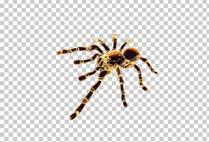 Spider PNG, Clipart, Android Application Package, Arachnid, Arthropod, Background Black, Big Free PNG Download
