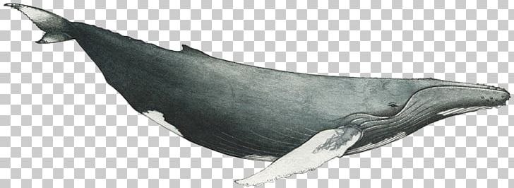 Common Bottlenose Dolphin Rough-toothed Dolphin Tucuxi Cetacea PNG, Clipart, Animal Figure, Animals, Beak, Bottlenose Dolphin, Cetacea Free PNG Download