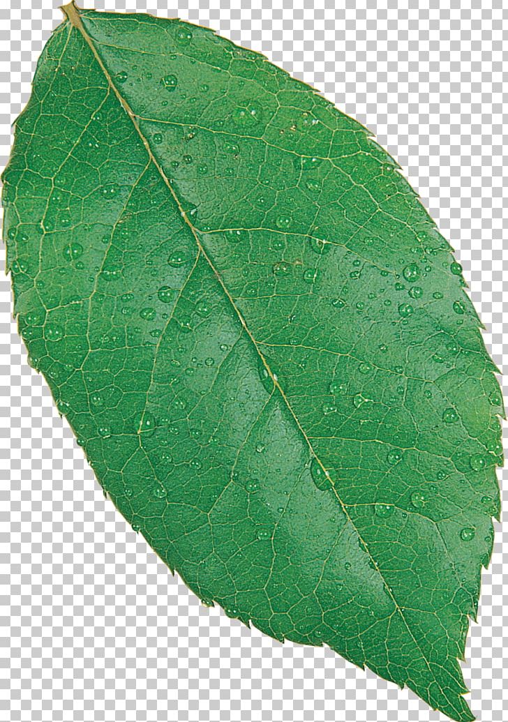 Fagus Grandifolia European Beech Tree Leaf Orchestes Fagi PNG, Clipart, Beech, Broadleaved Tree, Carpinus Betulus, Deciduous, European Beech Free PNG Download