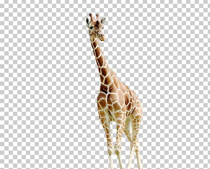 Giraffe Photography PNG, Clipart, Animal, Animals, Cartoon Giraffe, Digital Imaging, Download Free PNG Download
