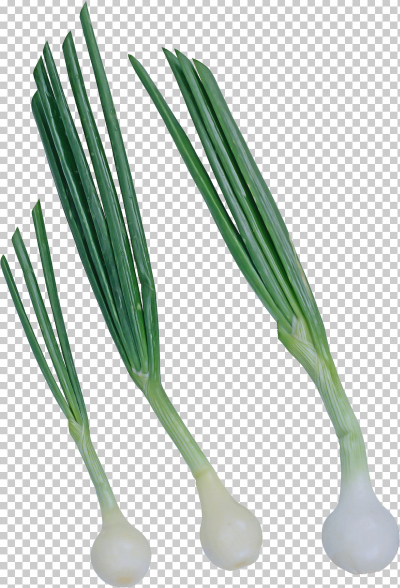 Welsh Onion Vegetable Chives Scallion Leek PNG, Clipart, Allium, Amaryllis Family, Chives, Garlic Chives, Grass Free PNG Download