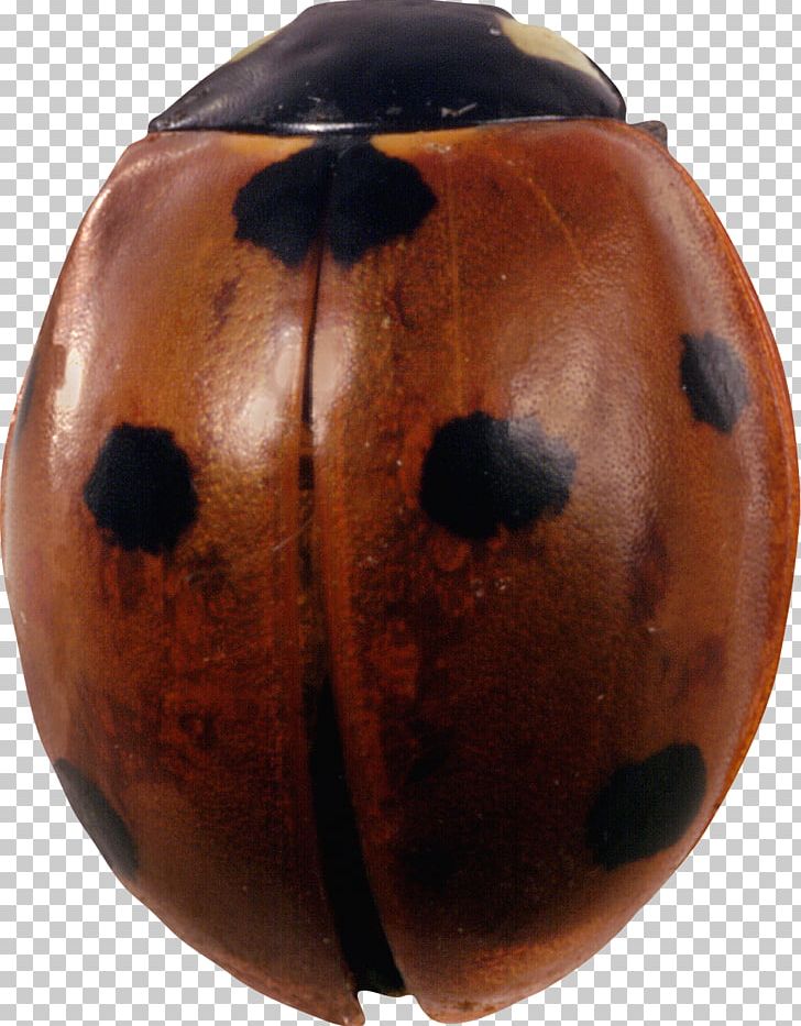 Beetle Ladybird Color PNG, Clipart, Animals, Artifact, Beetle, Cleaning, Color Free PNG Download