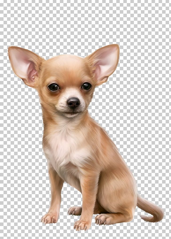 Chihuahua Russkiy Toy English Toy Terrier Puppy Dog Breed PNG, Clipart, Carnivoran, Chihuahua, Companion Dog, Dog, Dog Breed Free PNG Download