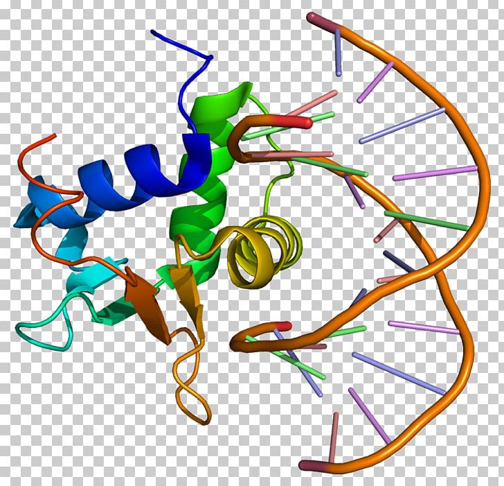 ELK4 Gene Protein ELK1 ETS Transcription Factor Family PNG, Clipart, Area, Artwork, Encyclopedia, English Wikipedia, Foxp2 Free PNG Download