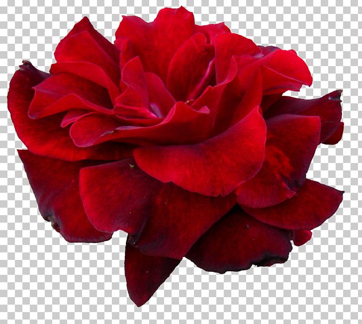 Garden Roses Flower PNG, Clipart, Carnation, China Rose, Color, Cut Flowers, Floribunda Free PNG Download