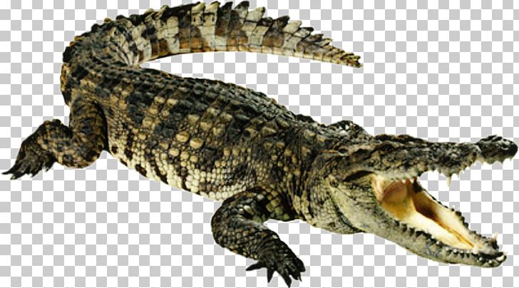 Nile Crocodile PNG, Clipart, Alligator, Alligators, American Alligator, Animal Figure, Chinese Alligator Free PNG Download