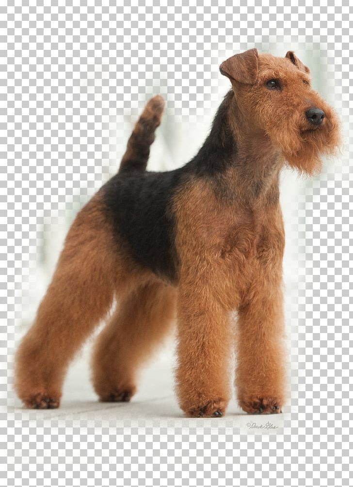 Welsh Terrier Lakeland Terrier Airedale Terrier Irish Terrier Dog Breed PNG, Clipart, Airedale Terrier, American Kennel Club, Animals, Black And Tan Terrier, Breed Free PNG Download