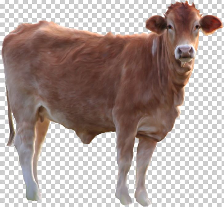 Calf Holstein Friesian Cattle Dairy Cattle Livestock PNG, Clipart, Animals, Bovinae, Bull, Calf, Cattle Free PNG Download