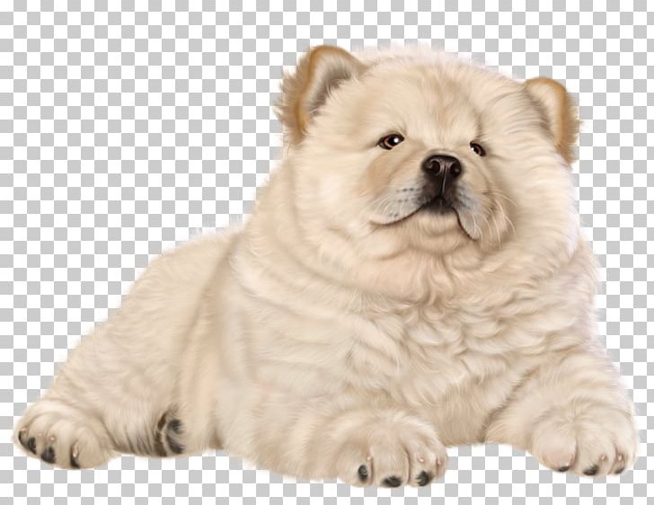 Chow Chow Puppy PNG, Clipart, Animals, Carnivoran, Child, Chow Chow, Companion Dog Free PNG Download