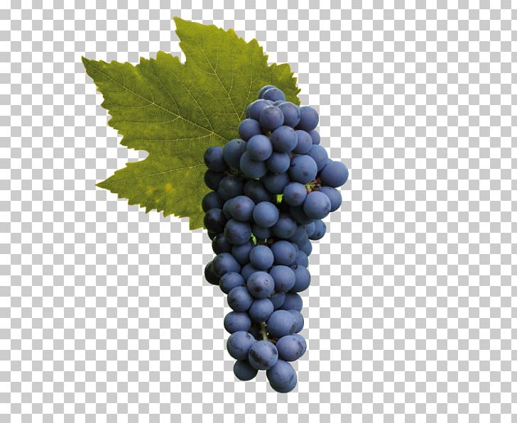 Sultana Raboso Cabernet Sauvignon Wine Grape PNG, Clipart, Bilberry, Cabernet Franc, Cabernet Sauvignon, Common Grape Vine, Flowering Plant Free PNG Download